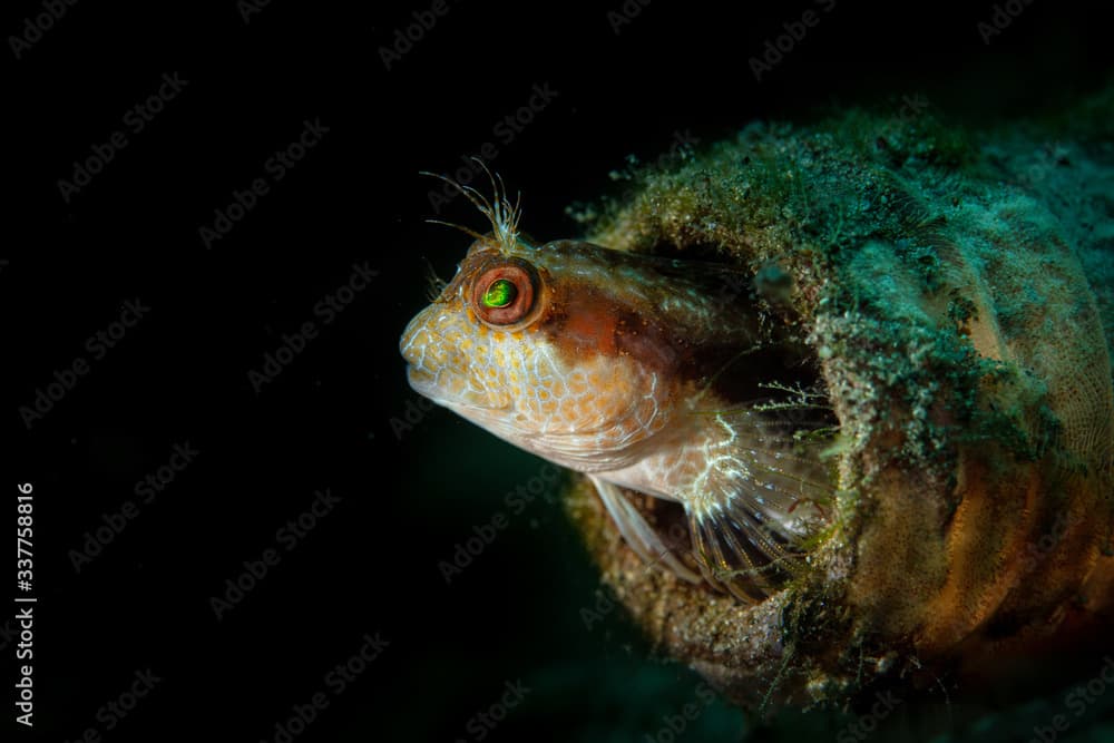 Blenny in a bottle