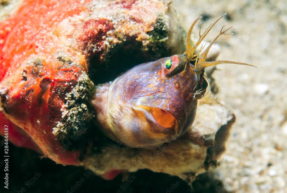 Seaweed Blenny (Parabennius marmoreus) Florida Intercostal