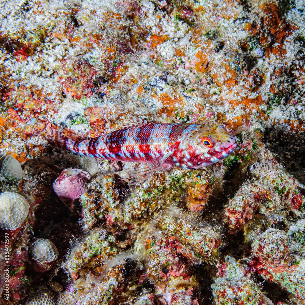 Two-spot Lizardfish, Hawaii, USA