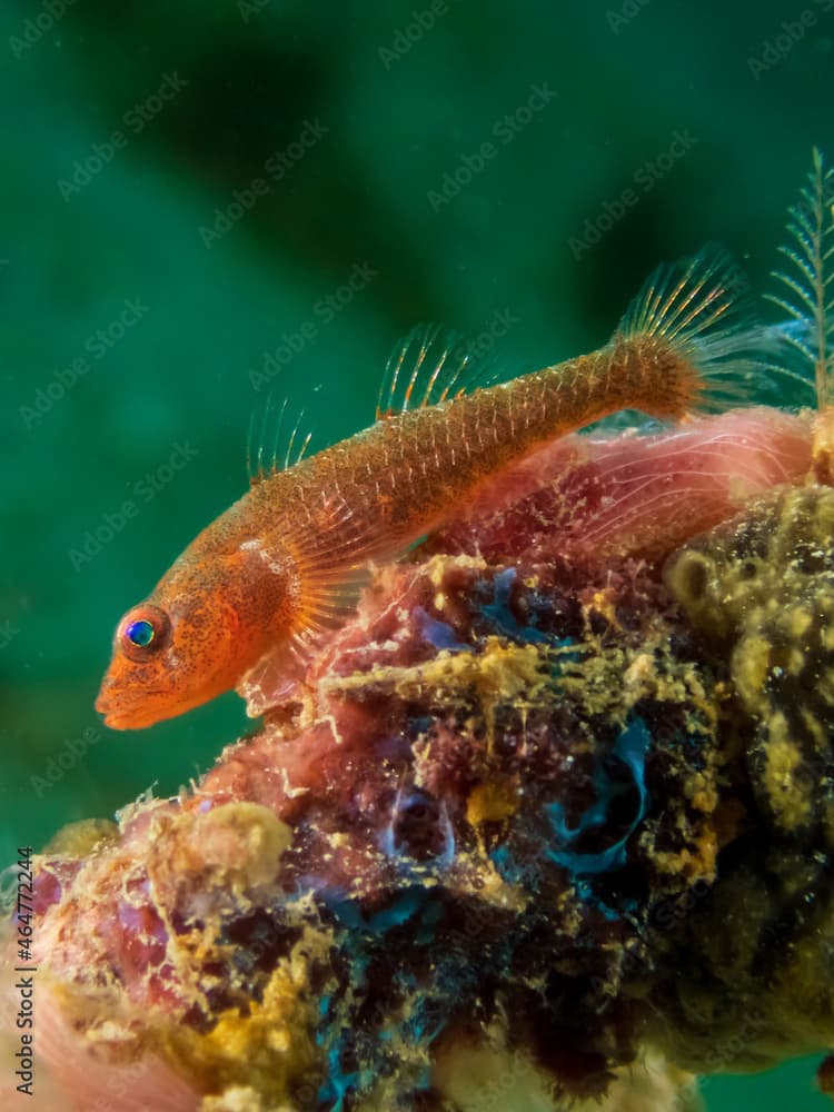 Pimple pygmygoby or skinspot pygmygoby (trimma halonevum) near Verde Island, Puerta Galera, Oriental Mindoro,.Philippines.  Underwater photography and travel.