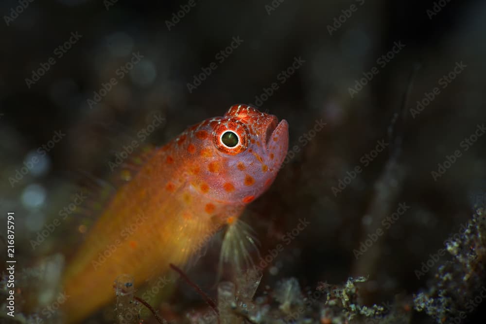 Tiny fish Trimma halonevum in Lembeh strait, Indonesia