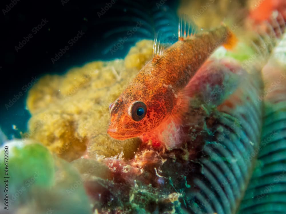 Pimple pygmygoby or skinspot pygmygoby (trimma halonevum) near Verde Island, Puerta Galera, Oriental Mindoro,.Philippines.  Underwater photography and travel.