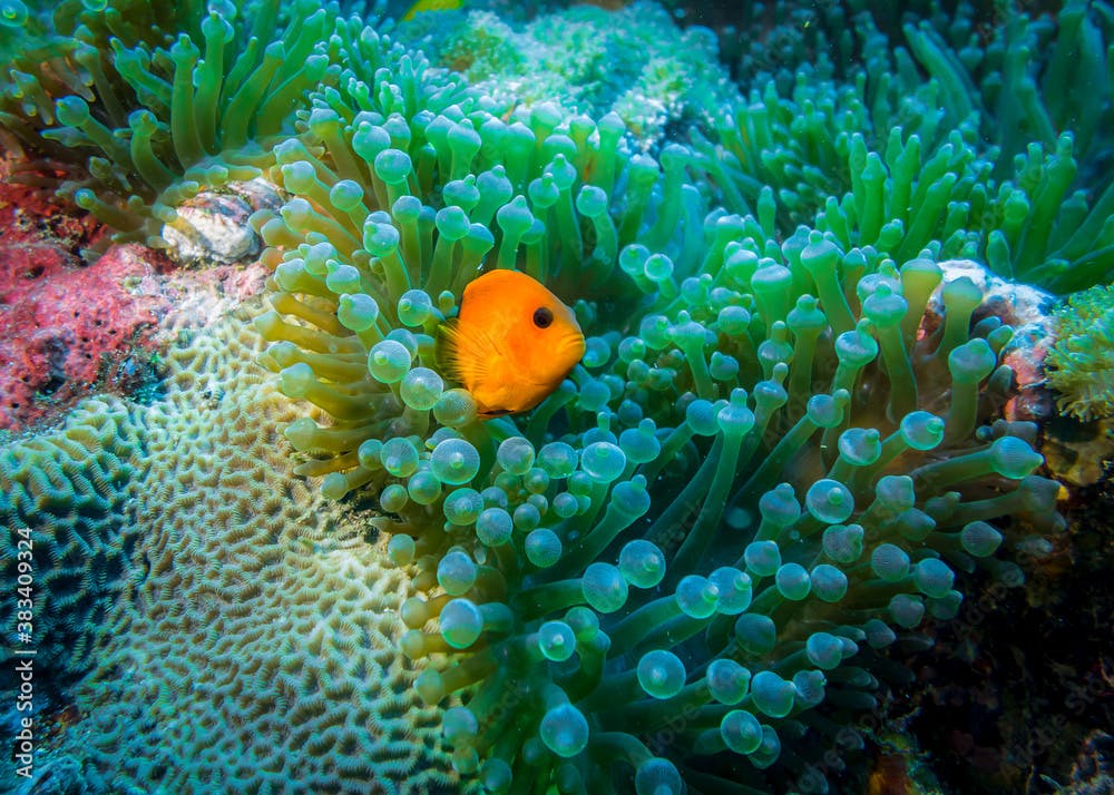 Actinia (Entacmaea Quadricolor) and anemone fish living in it in the Indian ocean