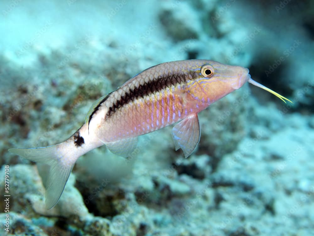 Dash-and-dot goatfish