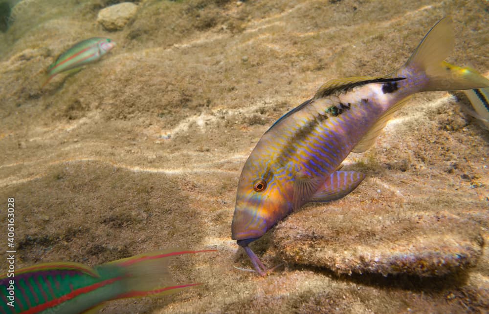 Parupeneus barberinus in shallow waters in the Red Sea. Beautiful underwater world close up.