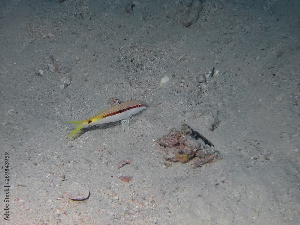 Dash Dot Goatfish (Parupeneus barberinus)