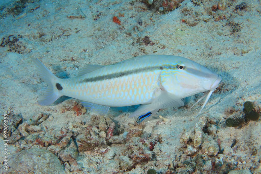 Dash-and-dot goatfish 