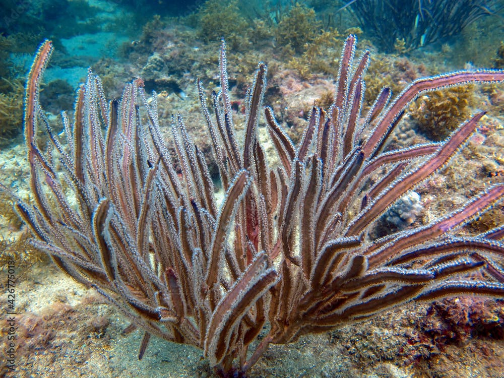 Soft coral Pterogorgia anceps in the Rosario Islands National Natural Park