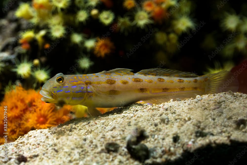  The halfbarred goby ( Amblygobius semicinctus).