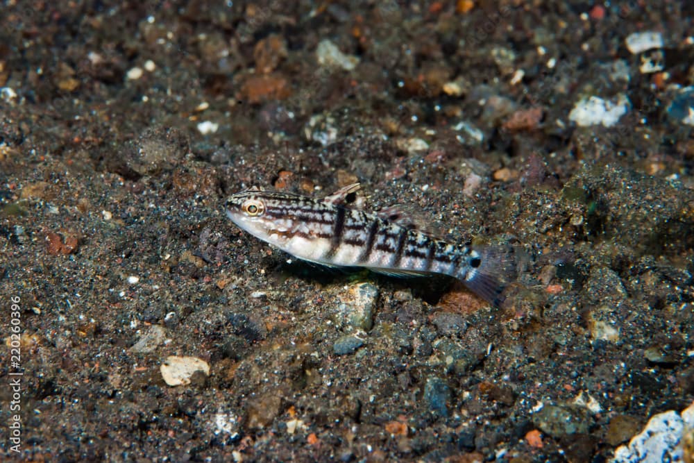 Half-barred goby Amblygobius semicinctus