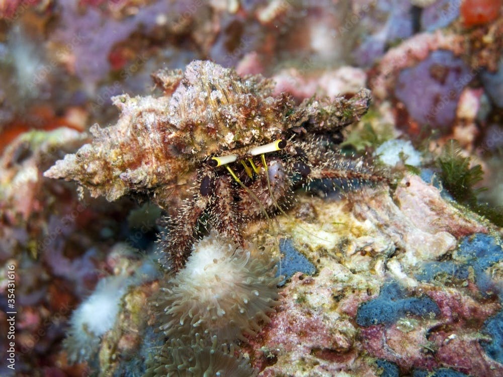 Hermit Crab - Dardanus lagopodes