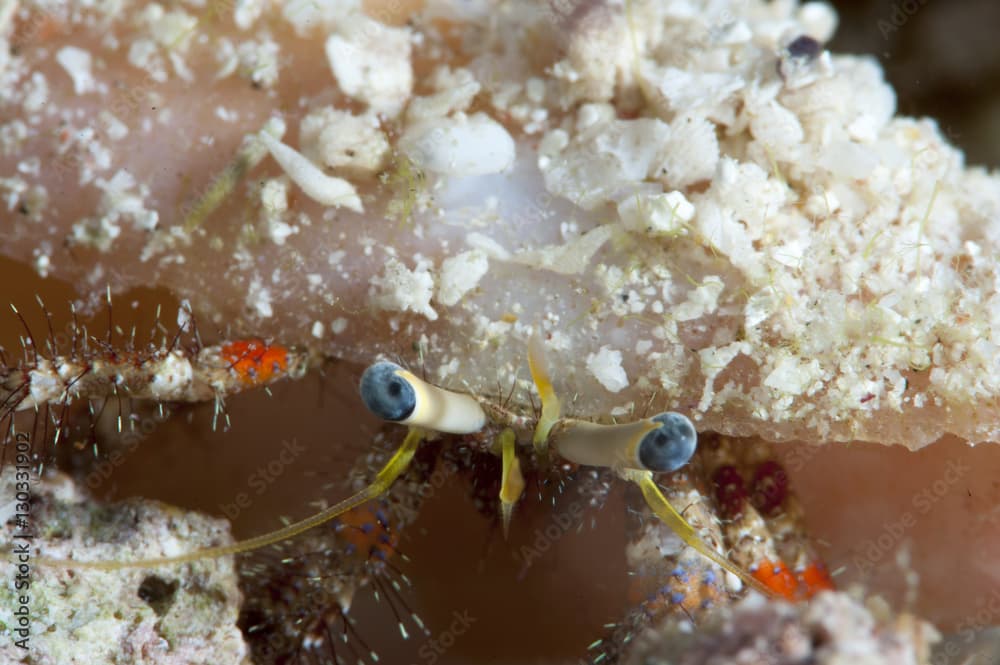 Hermit crab (Dardanus lagopodes), Sulawesi, Indonesia