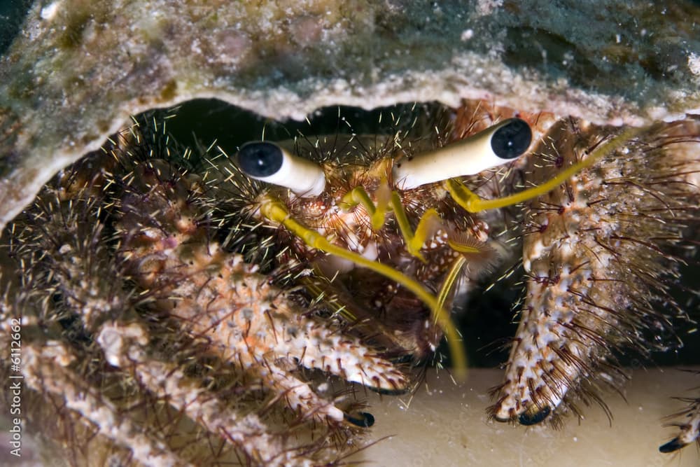 reef hermit crab (dardanus lagopodes)