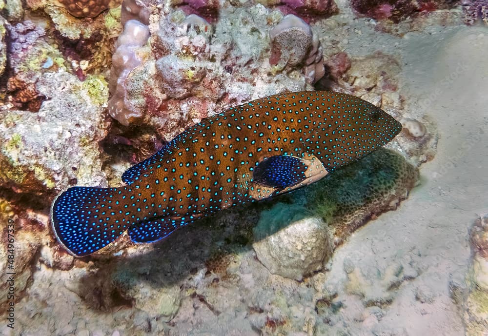 A Gabriella's Grouper (Epinephelus gabriellae) in the Red Sea, Egypt