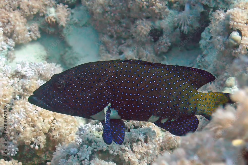 A Gabriella's Grouper (Epinephelus gabriellae) in the Red Sea, Egypt