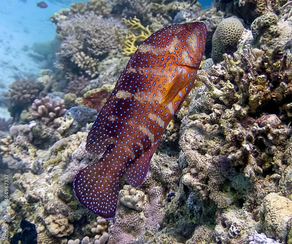 A Gabriella's Grouper (Epinephelus gabriellae) in the Red Sea, Egypt