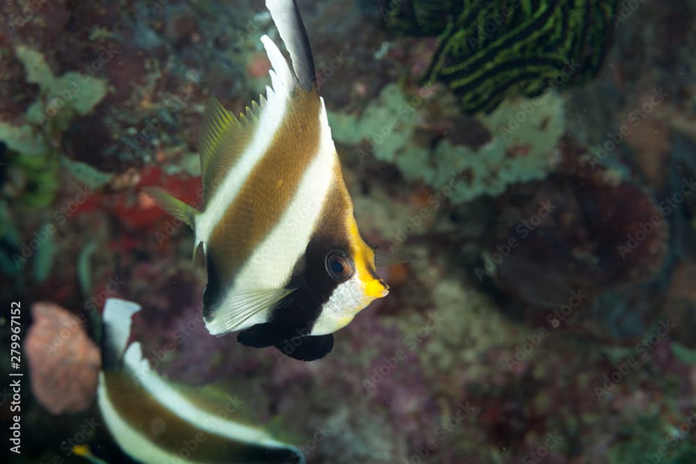 Threeband pennantfish, threeband bannerfish or pennant bannerfish, Heniochus chrysostomus