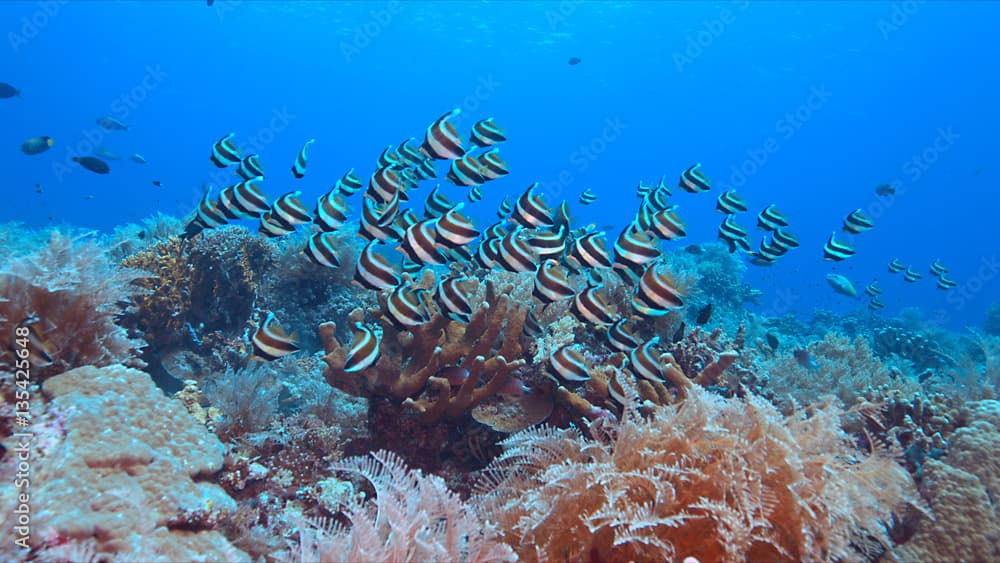 Pennant Bannerfish on a colorful coral reef