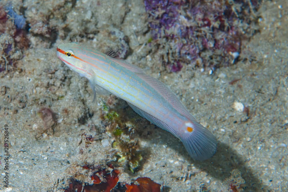 Pink-lined goby Amblygobius decussatus