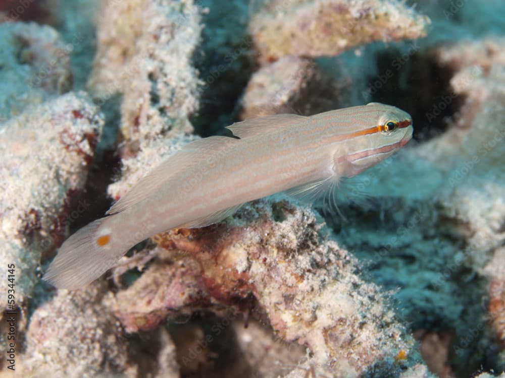 Orange-striped goby