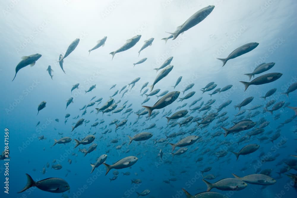 Schooling Pacific Creolefish, Galapagos Islands, Ecuador