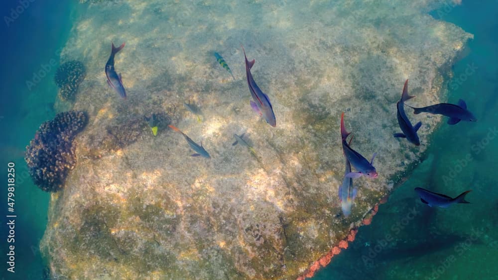 A school of Pacific Creolefish (Paranthias colonus) over a reef in Baja California, Mexico.