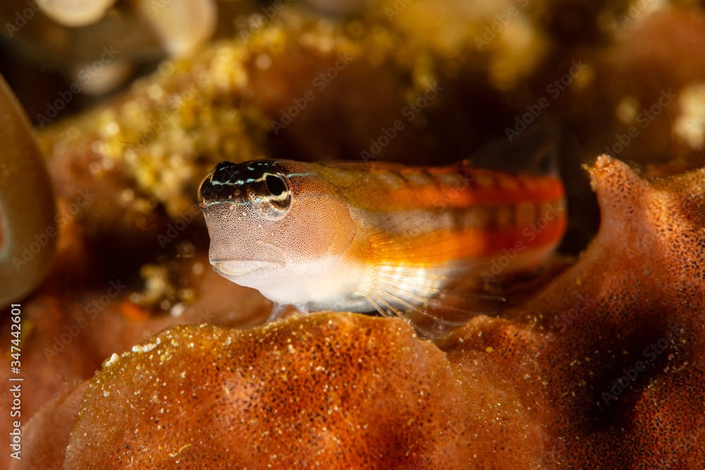 red twocoat coralblenny blenny fish