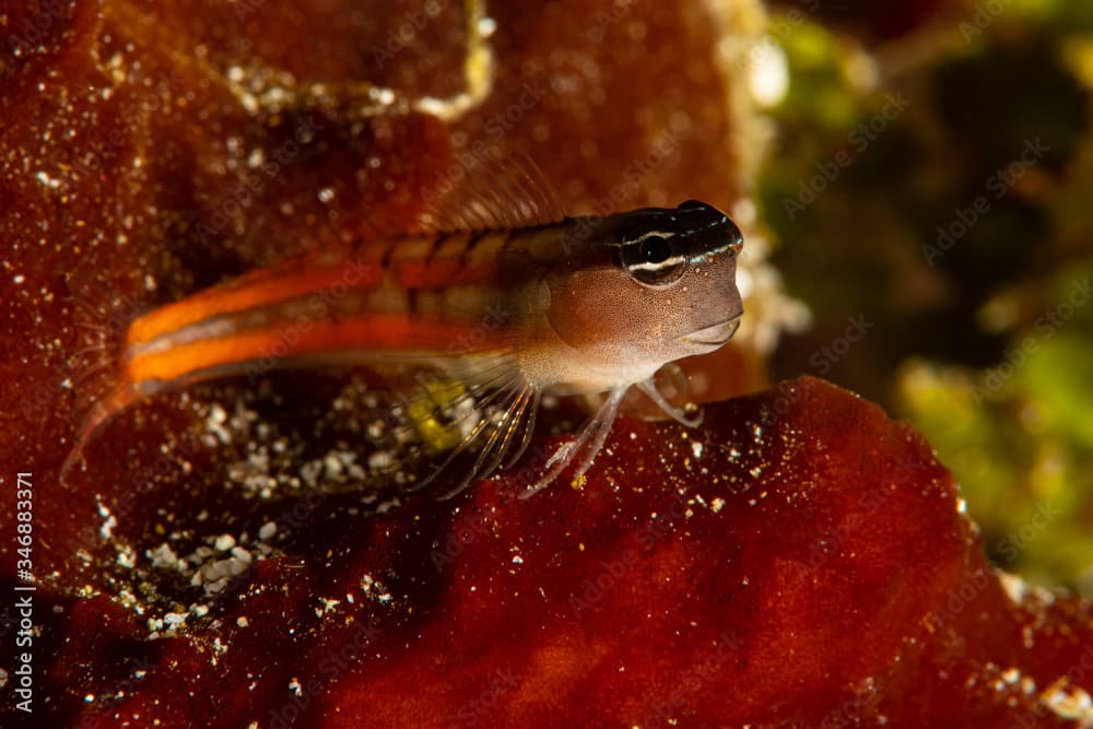 red twocoat coralblenny blenny fish