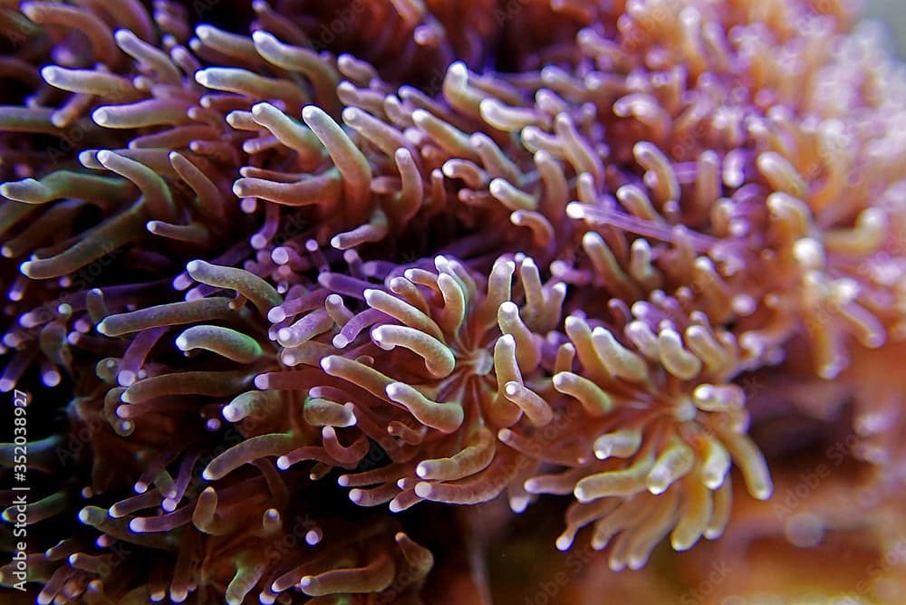 Metalic Long Polyp Galaxea Coral - (Galaxea astreata)