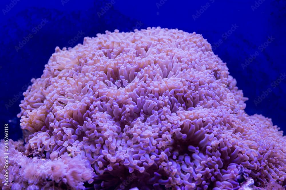 A giant euphillia coral