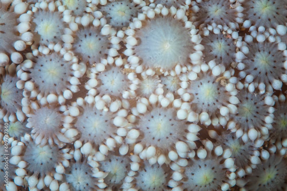 Galaxea coral polyps form a beautiful bouquet on a reef in Indonesia. Each polyp is a distinct animal that lives in a colony.