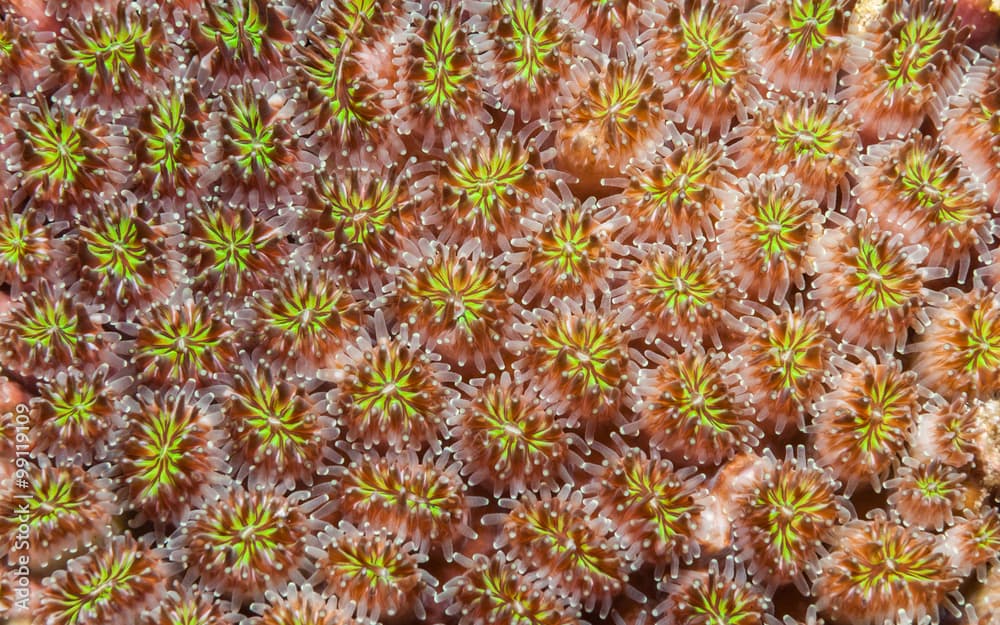 Galaxea coral with polyps open showing fluorescent green centre