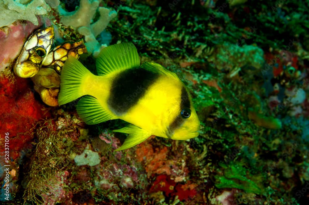 Two-banded soapfish, Diploprion bifasciatum, Raja Ampat, West Papua, Indonesia