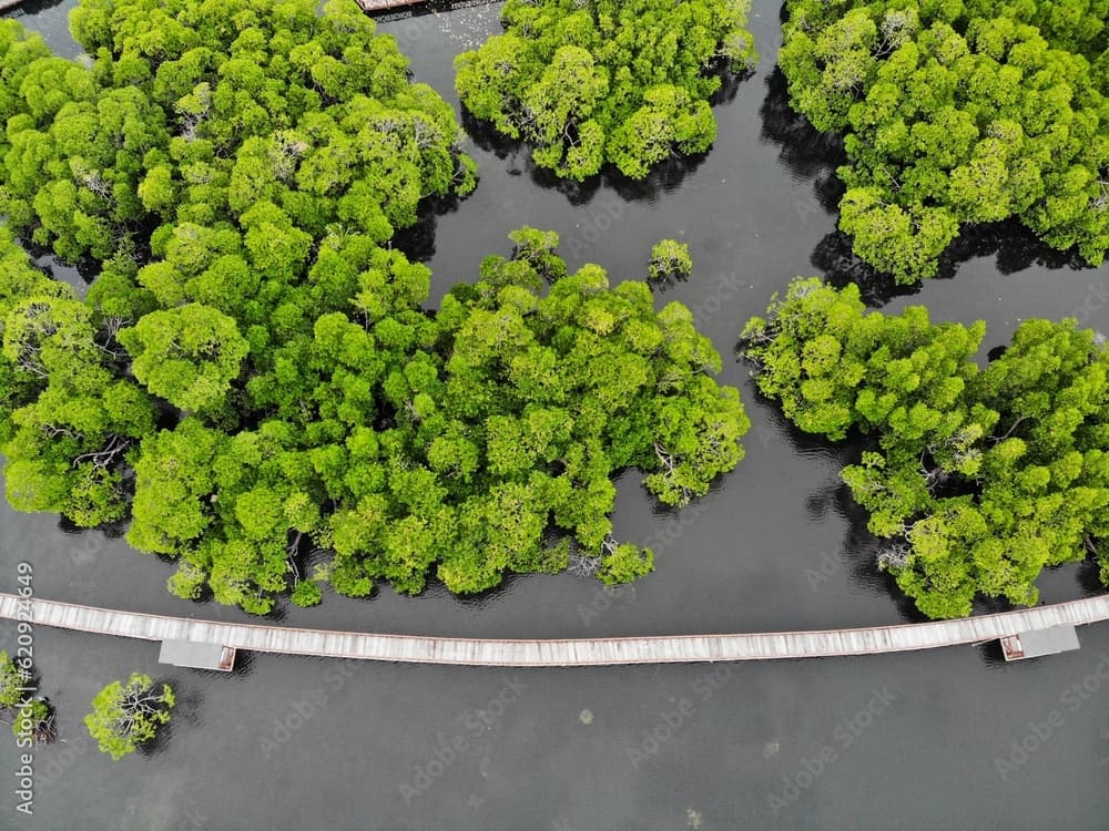 Aerial view of a wooden jetty through a mangrove forest, Jayapura, Papua, Indonesia