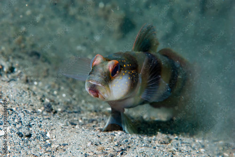 giant shrimp-goby amblyeleotris fontanesii