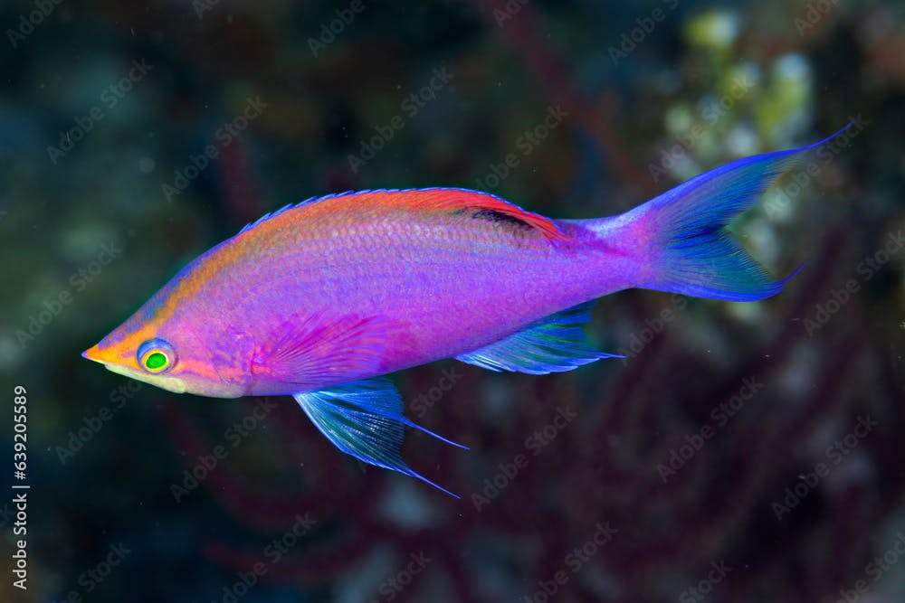 Male purple queen anthias, Pseudanthias tuka, Raja Ampat Indonesia