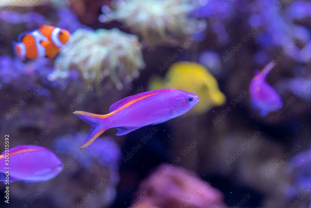 Yellowstriped fairy basslet (Pseudanthias tuka) in reef aquarium
