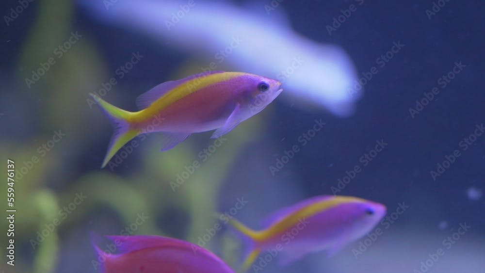 Reef yellowstriped fairy basslet (Pseudanthias tuka) fish