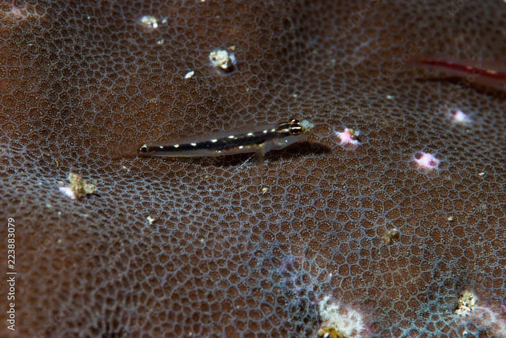 Sebree's Pygmygoby Eviota sebreei