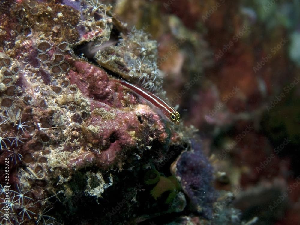 Striped Pygmy Goby - Eviota sebreei