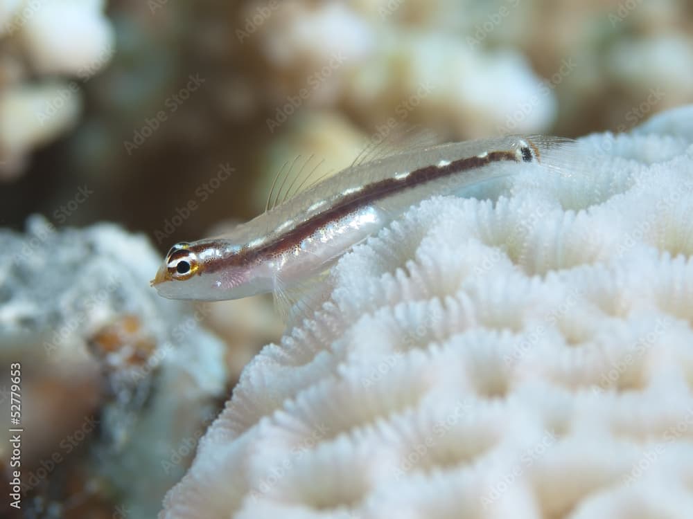 Sebree`s dwarfgoby