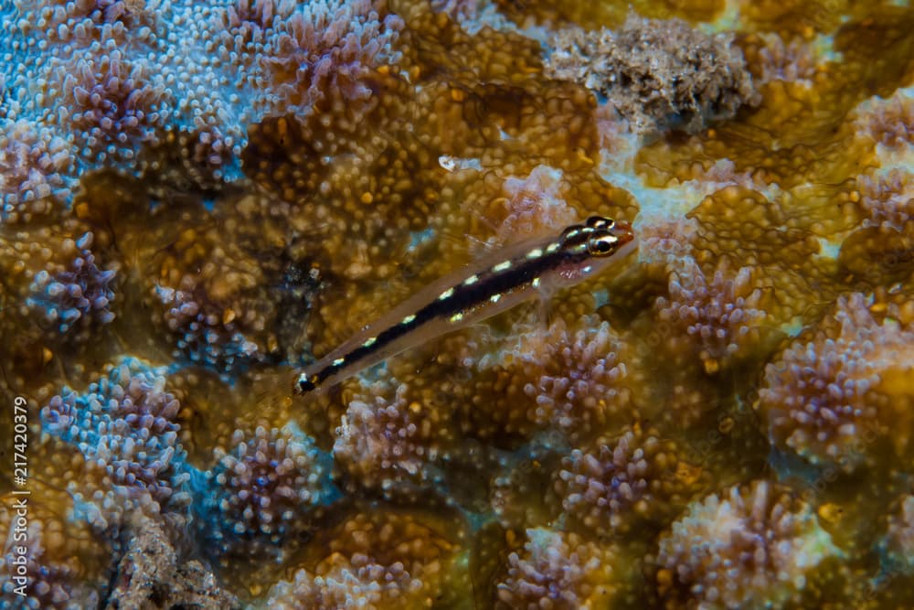 Sebree's Pygmygoby Eviota sebreei