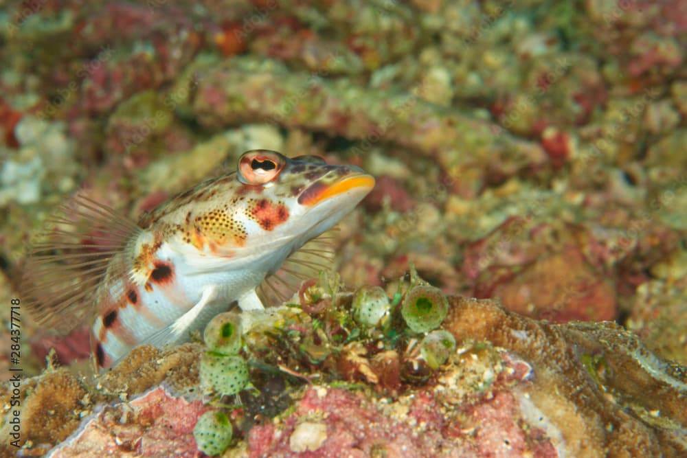 Longfinned Goby (Valenciennea longipinnis) Banda Sea, Indonesia