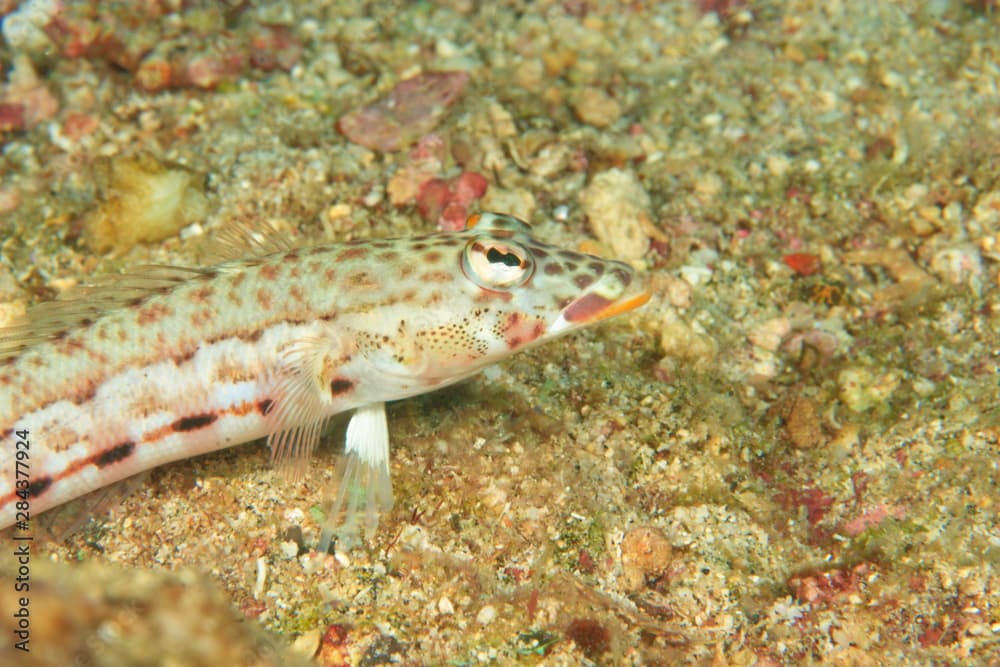 Longfinned Goby (Valenciennea longipinnis) Banda Sea, Indonesia