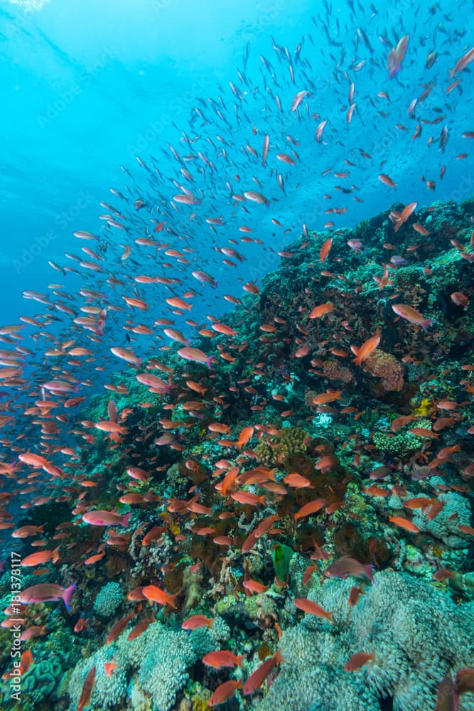 school of luzon anthias fish swimming over a tropical reef