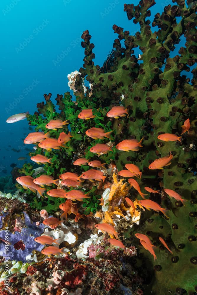 school of luzon anthias fish