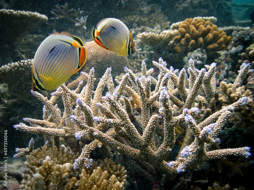 Chaetodon Trifasciatus - Melon butterflyfish -  Indian redfin butterflyfish