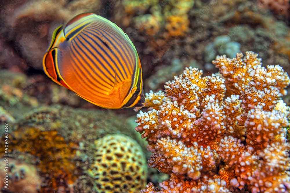 melon butterflyfish,Chaetodon trifasciatus, Indian redfin butterflyfish