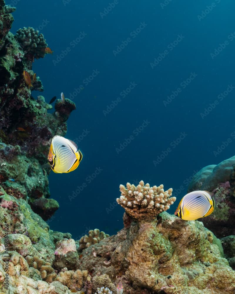 Melon butterflyfish (Chaetodon trifasciatus) in Maldives