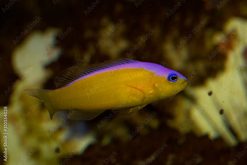 Diadem Dottyback, Purple Stripe Pseudochromis, Diadem Pseudochromis, Pictichromis diadem  ( Pseudochromis diadema).